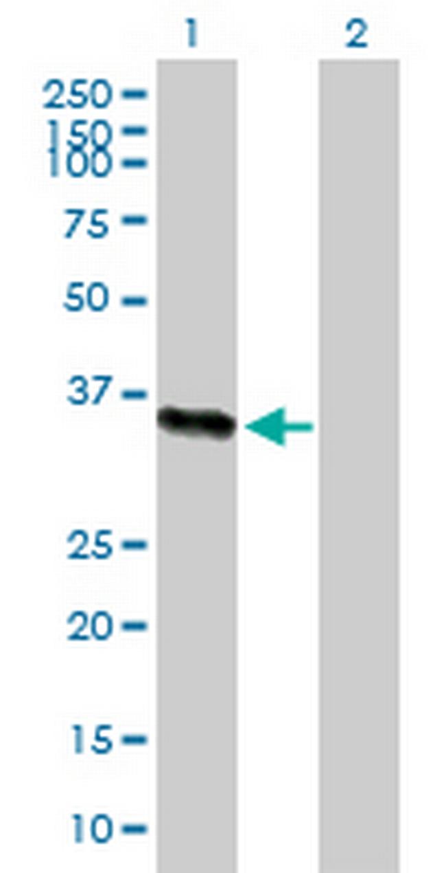 ICAM2 Antibody in Western Blot (WB)
