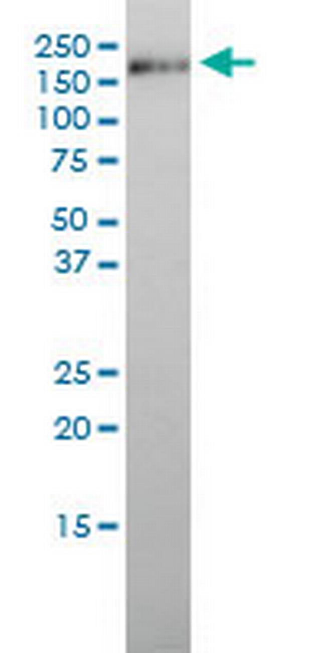 ICAM3 Antibody in Western Blot (WB)