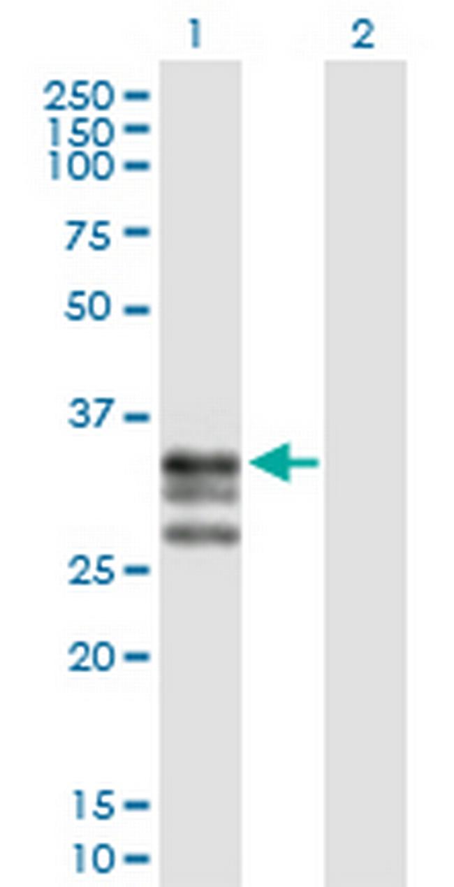 ICAM4 Antibody in Western Blot (WB)