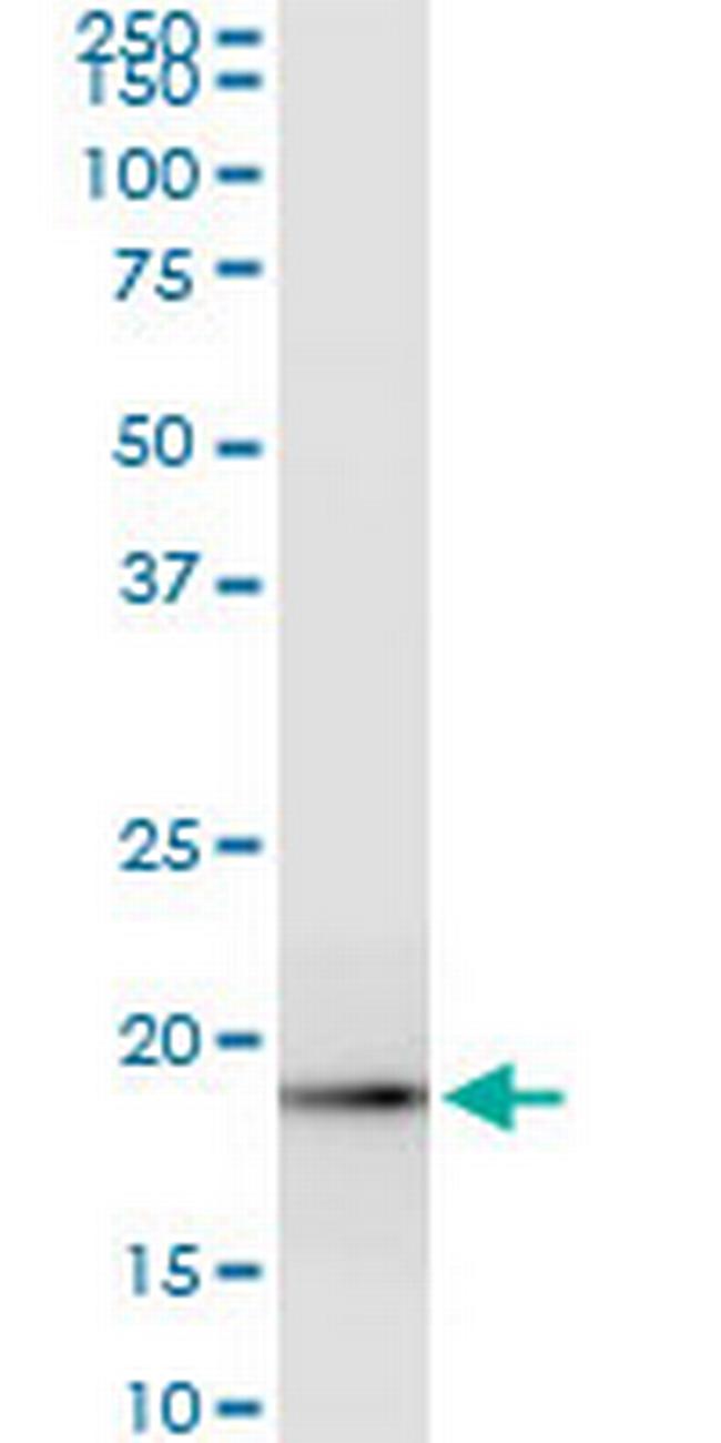 ICT1 Antibody in Western Blot (WB)