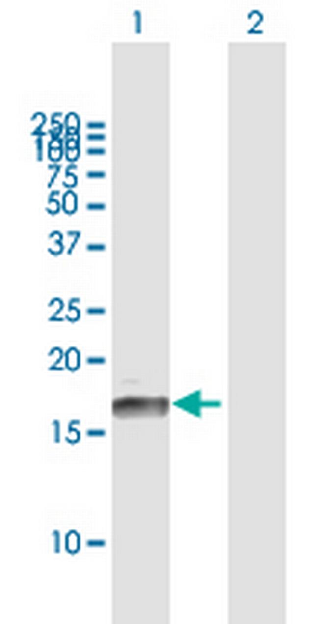 ID3 Antibody in Western Blot (WB)