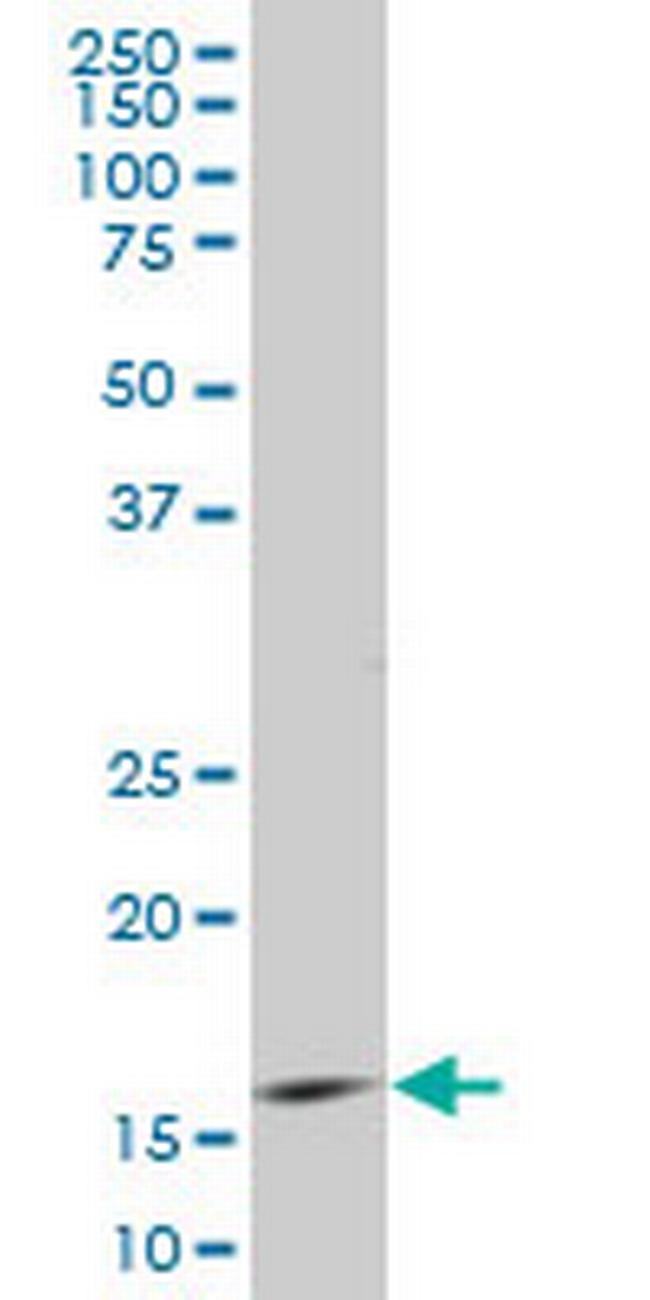ID3 Antibody in Western Blot (WB)