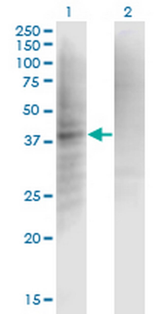 IF Antibody in Western Blot (WB)