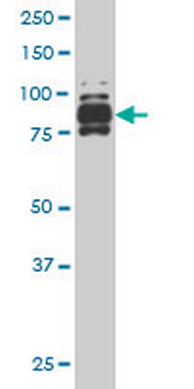 IFI16 Antibody in Western Blot (WB)