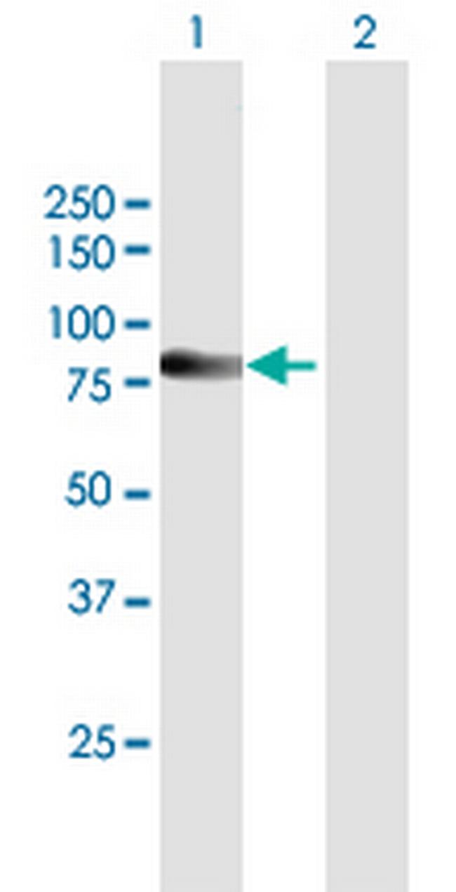 SP110 Antibody in Western Blot (WB)
