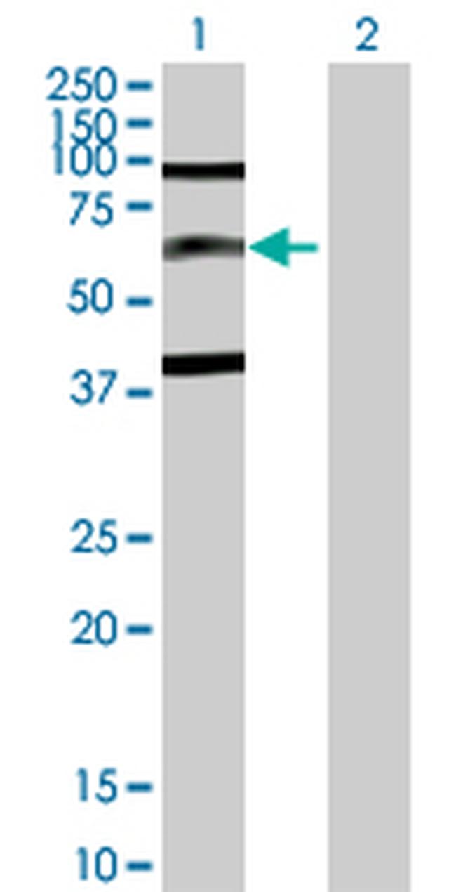 SP110 Antibody in Western Blot (WB)