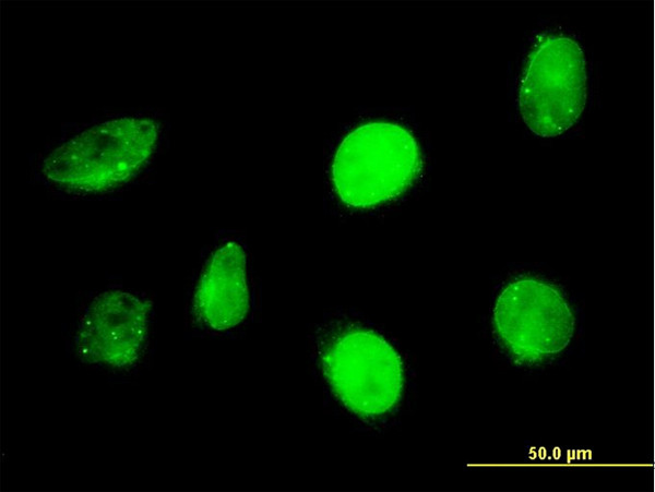 SP110 Antibody in Immunocytochemistry (ICC/IF)