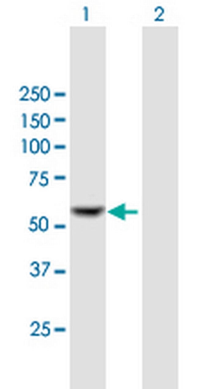 IFIT2 Antibody in Western Blot (WB)