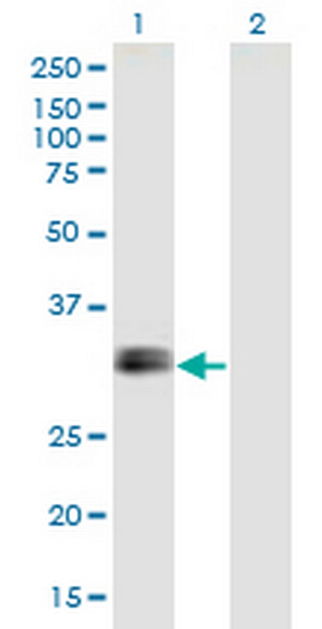 IGFBP1 Antibody in Western Blot (WB)