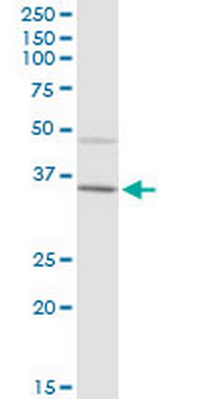 IGHA2 Antibody in Western Blot (WB)