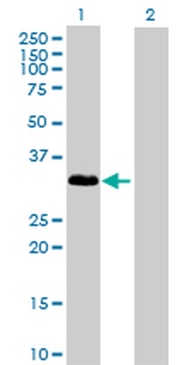 IL1A Antibody in Western Blot (WB)