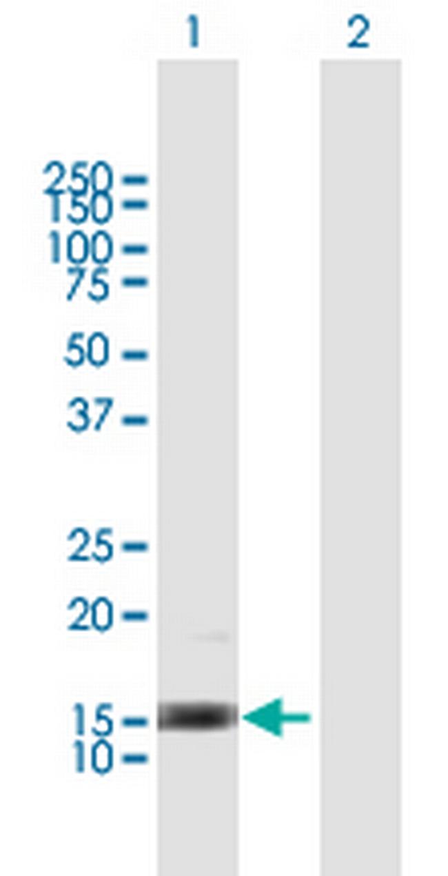 IL3 Antibody in Western Blot (WB)