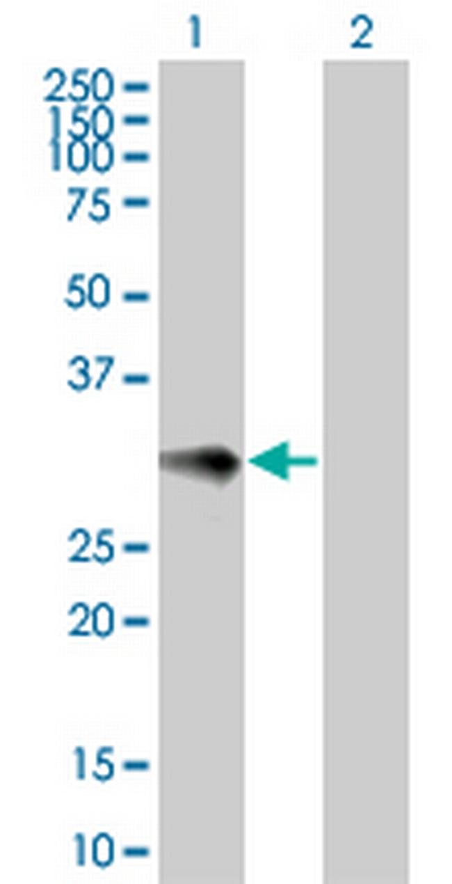 IL9 Antibody in Western Blot (WB)