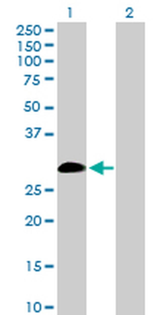 IL9 Antibody in Western Blot (WB)
