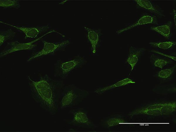 IMPA1 Antibody in Immunocytochemistry (ICC/IF)
