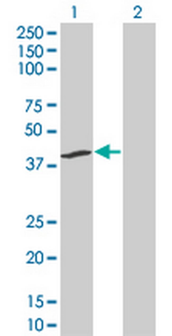 IDO1 Antibody in Western Blot (WB)