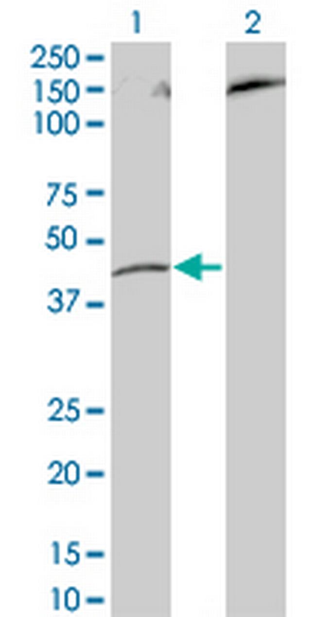 IDO1 Antibody in Western Blot (WB)