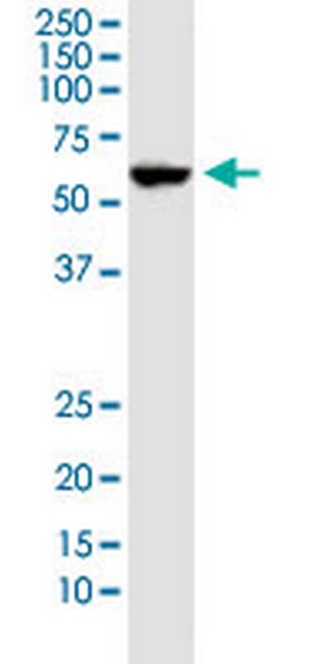 IDO1 Antibody in Western Blot (WB)