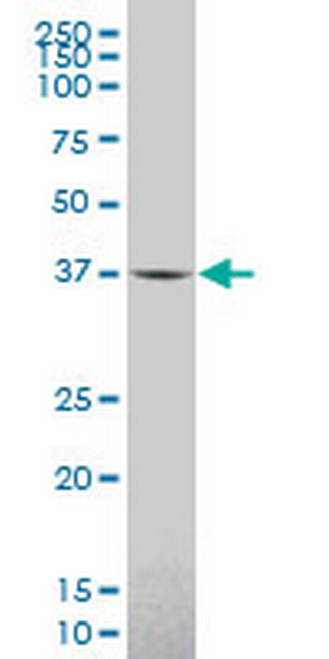 IDO1 Antibody in Western Blot (WB)