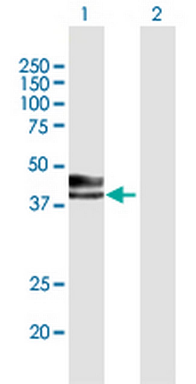INHA Antibody in Western Blot (WB)