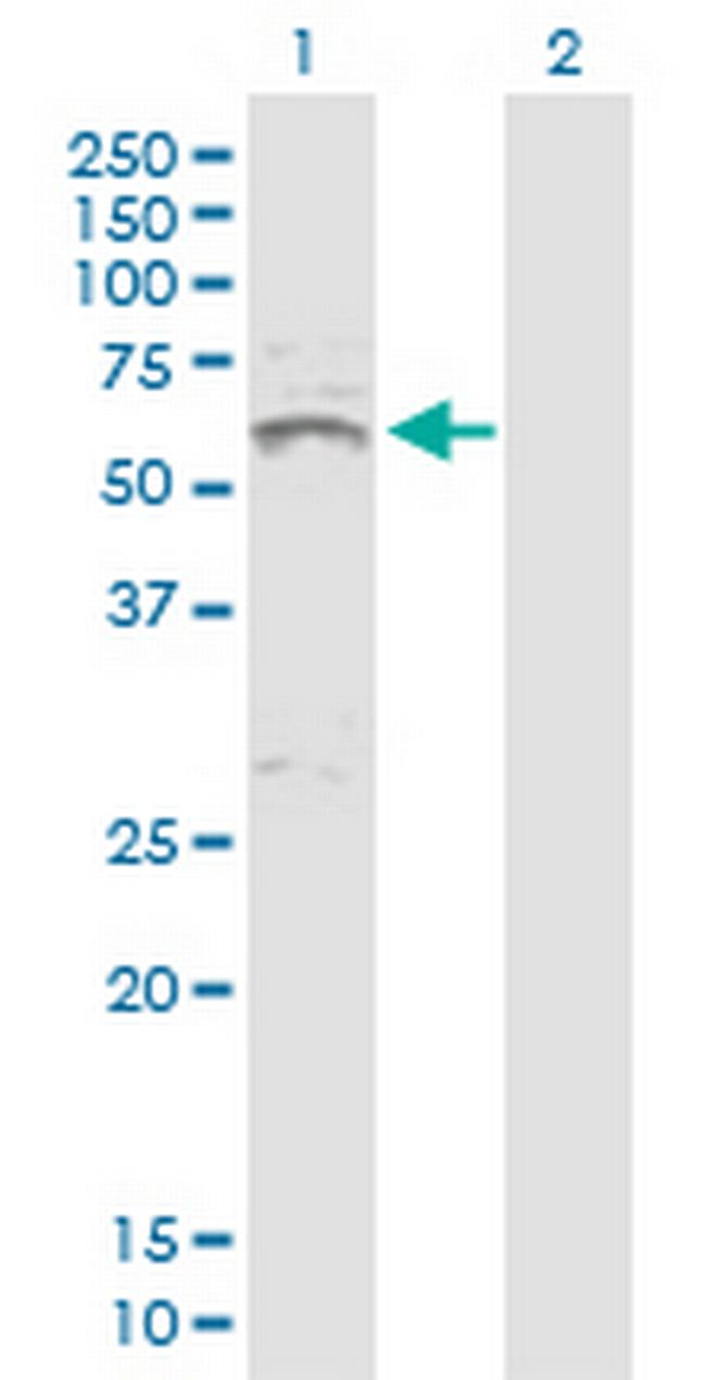 INHBA Antibody in Western Blot (WB)