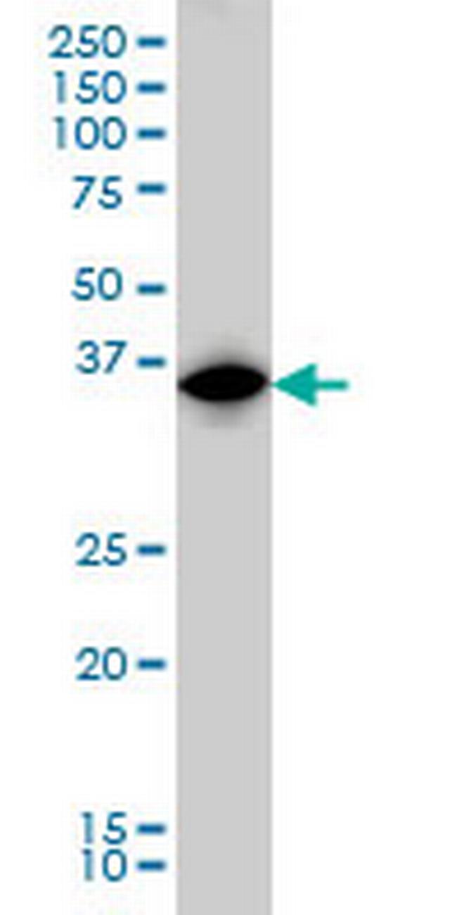 IRF1 Antibody in Western Blot (WB)