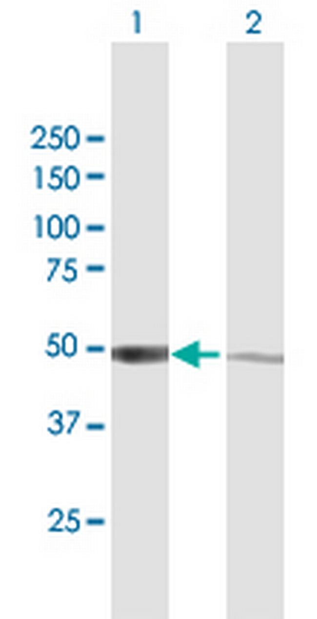 IRF3 Antibody in Western Blot (WB)