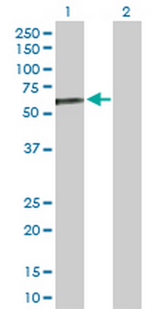IRF3 Antibody in Western Blot (WB)