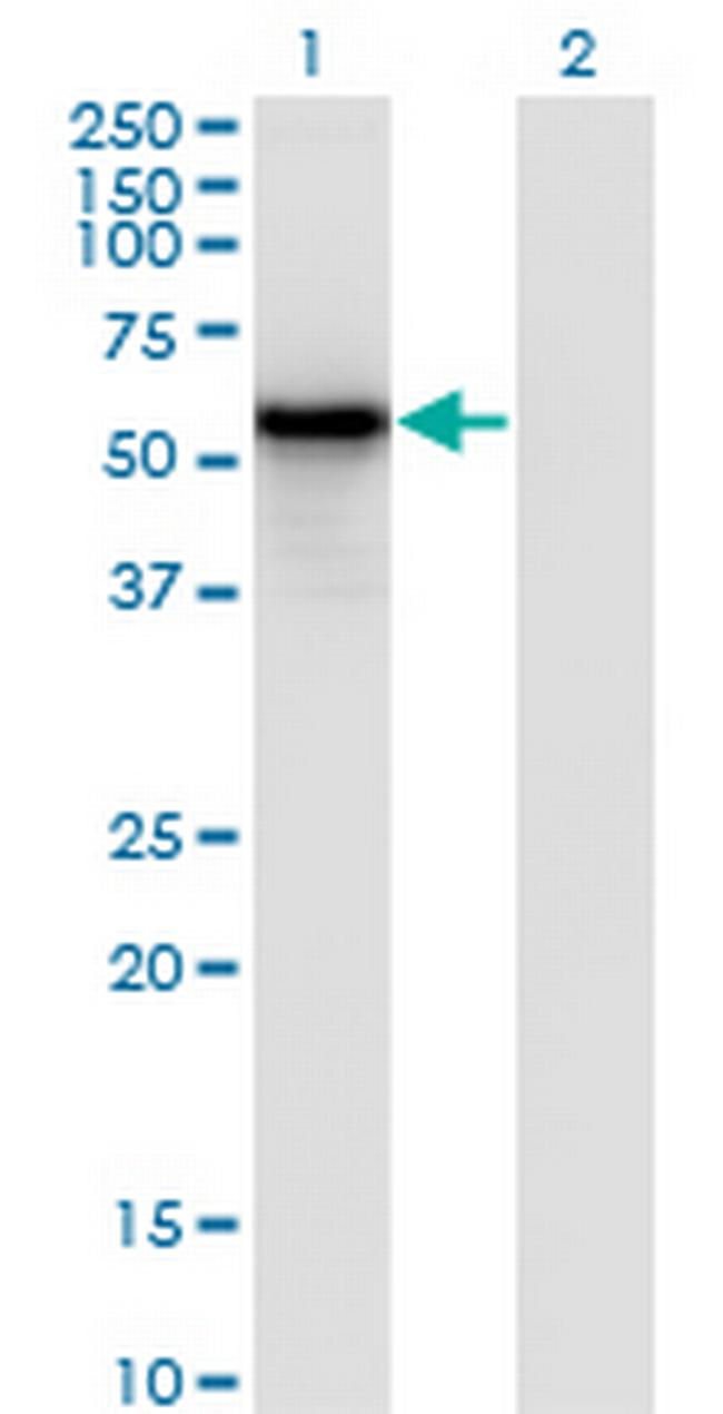 IRF3 Antibody in Western Blot (WB)