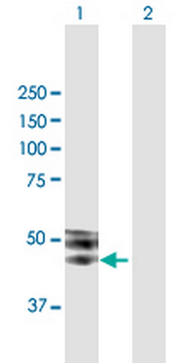 ISLR Antibody in Western Blot (WB)