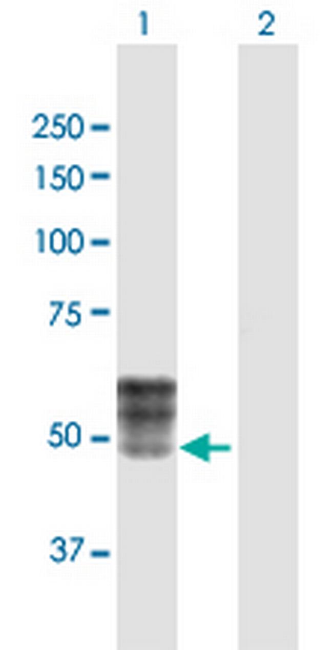 ISLR Antibody in Western Blot (WB)