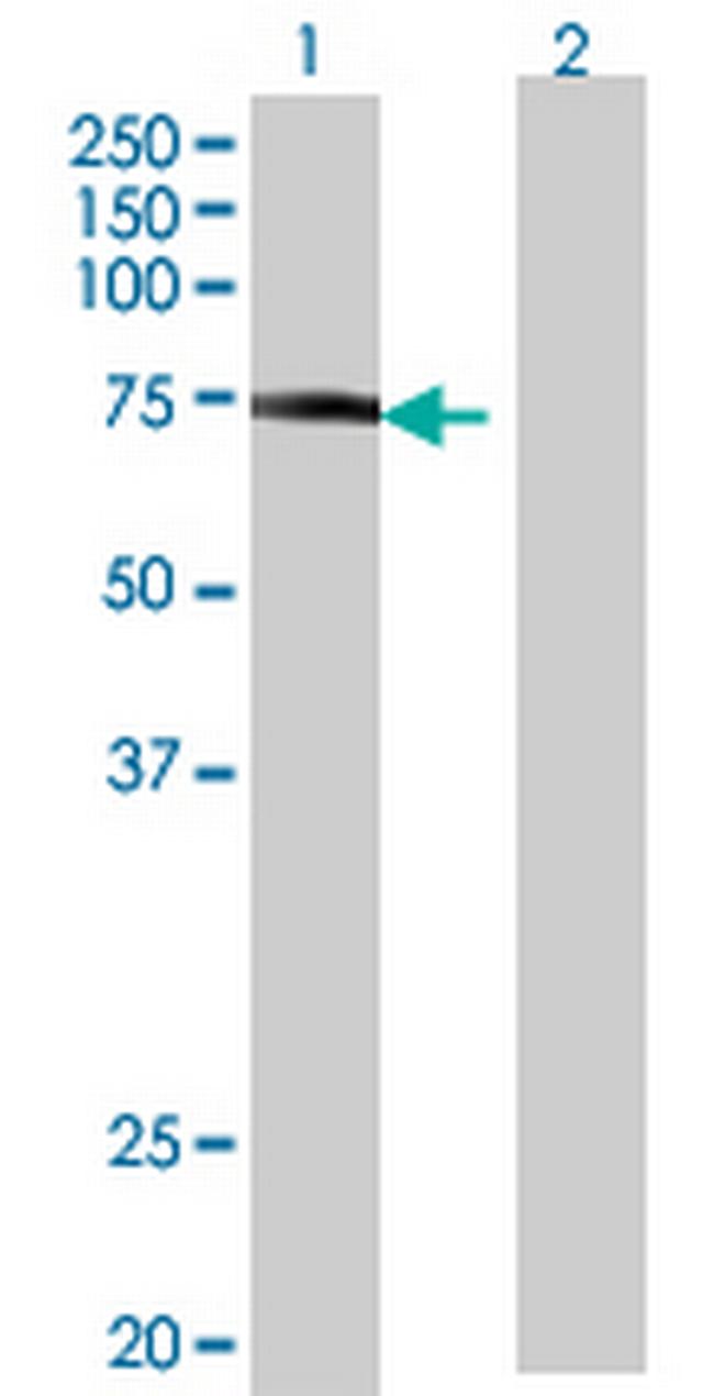ITK Antibody in Western Blot (WB)