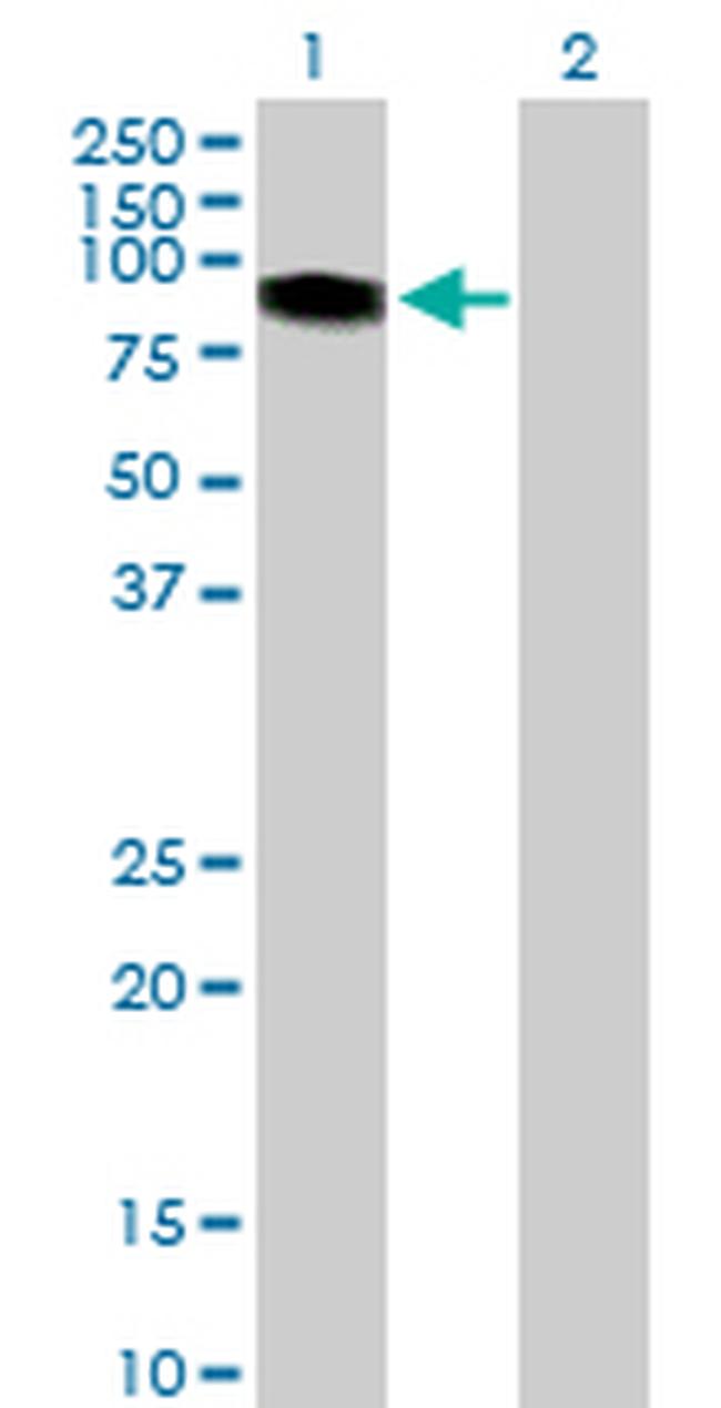 ITPKB Antibody in Western Blot (WB)