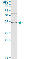 KLRC1 Antibody in Immunoprecipitation (IP)