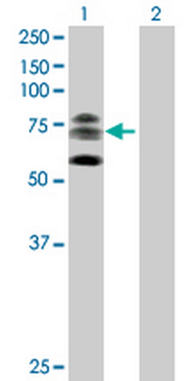 KIF22 Antibody in Western Blot (WB)