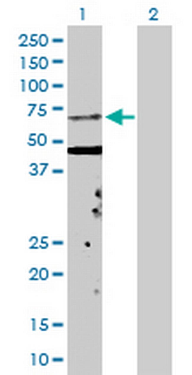 KPNA5 Antibody in Western Blot (WB)