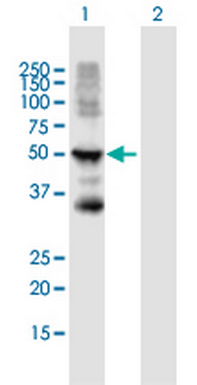 KRT15 Antibody in Western Blot (WB)
