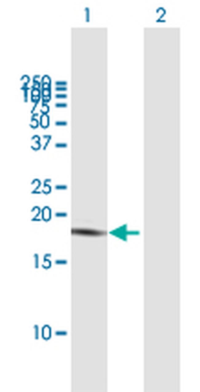 LAIR2 Antibody in Western Blot (WB)