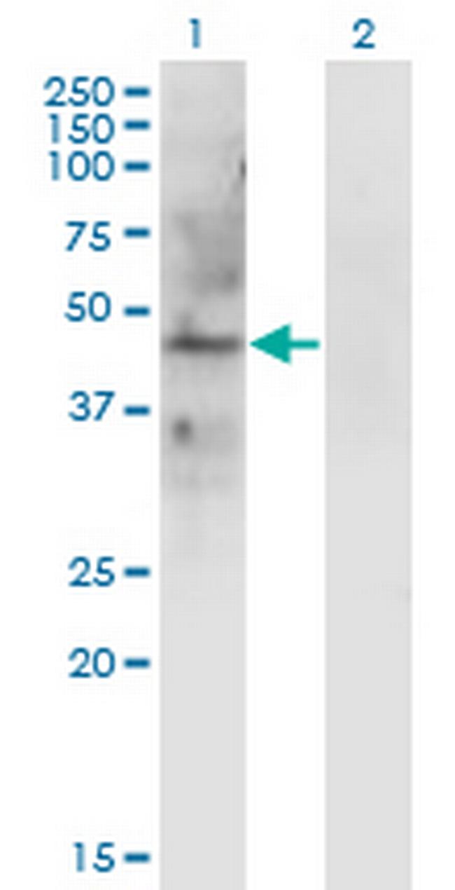 LAMP2 Antibody in Western Blot (WB)