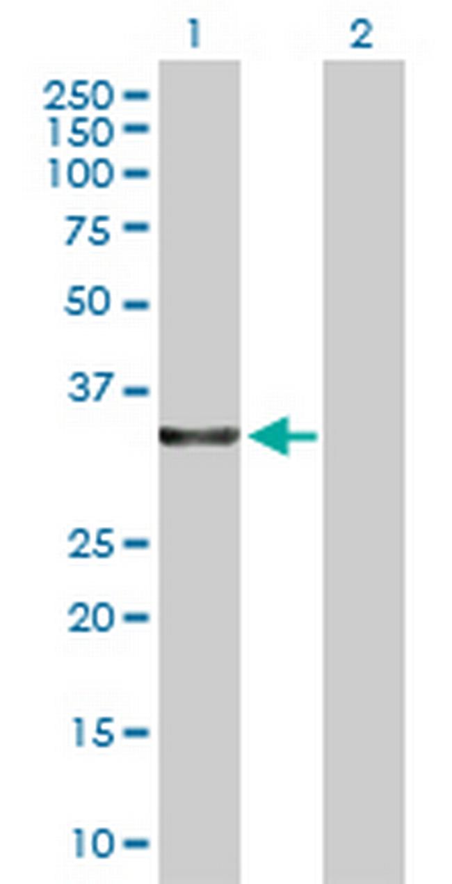 LDHA Antibody in Western Blot (WB)
