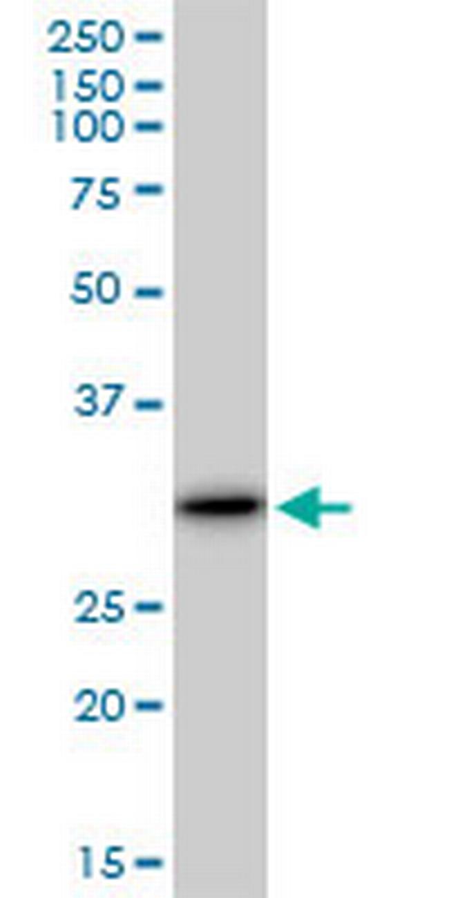 LGALS3 Antibody in Western Blot (WB)