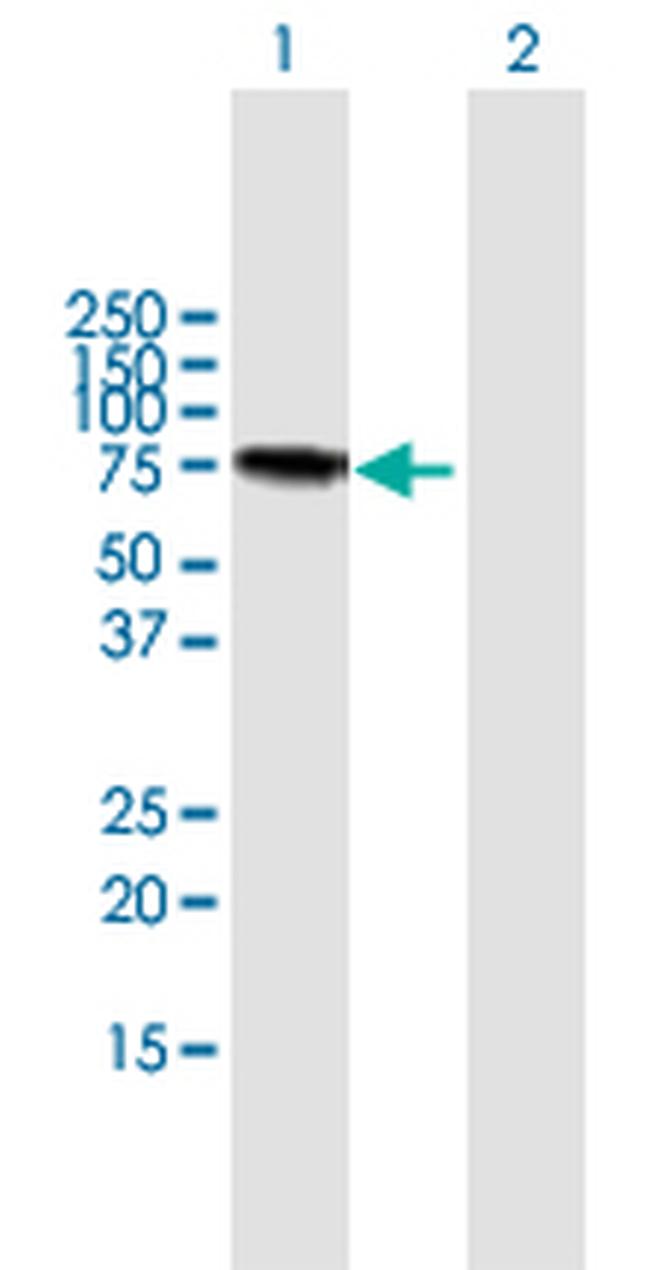 LGALS3BP Antibody in Western Blot (WB)