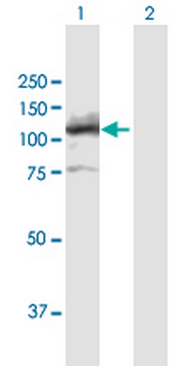 LIG4 Antibody in Western Blot (WB)