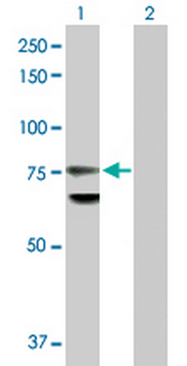 LMNB1 Antibody in Western Blot (WB)