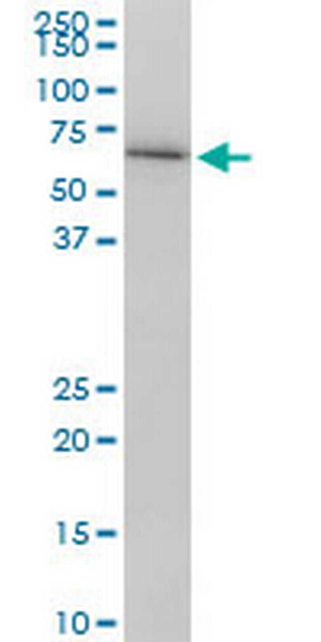 LMNB1 Antibody in Western Blot (WB)