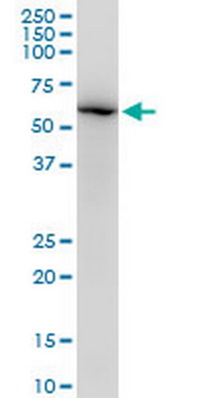 LMNB1 Antibody in Western Blot (WB)
