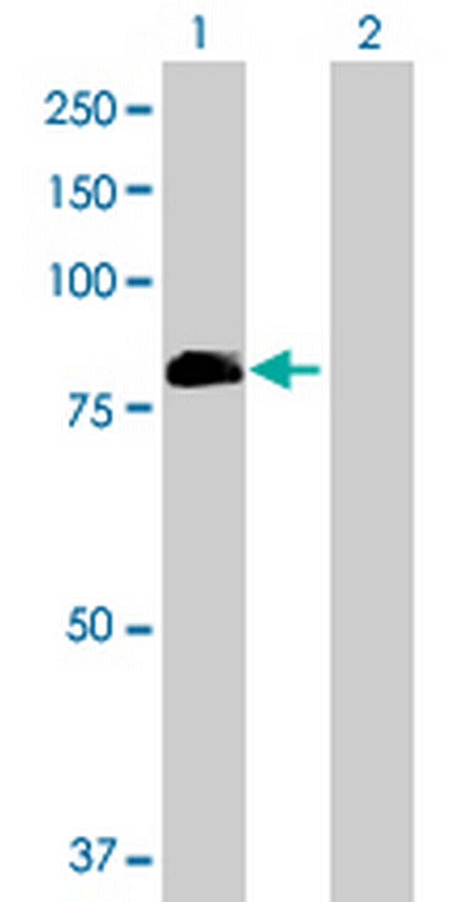 LOH11CR2A Antibody in Western Blot (WB)