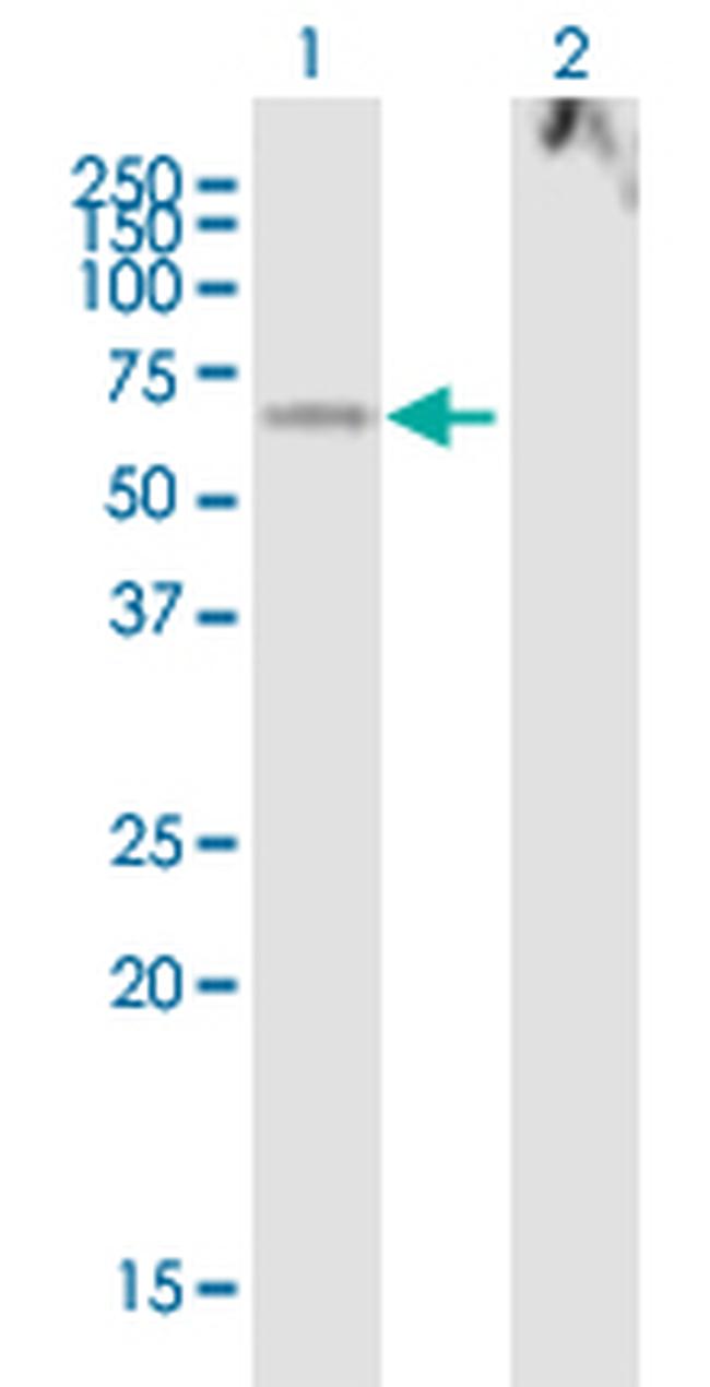 LOXL1 Antibody in Western Blot (WB)
