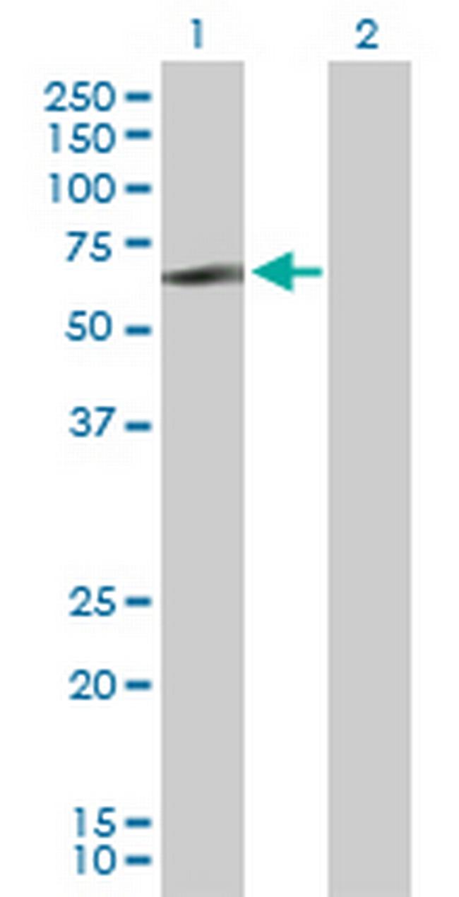 LYN Antibody in Western Blot (WB)