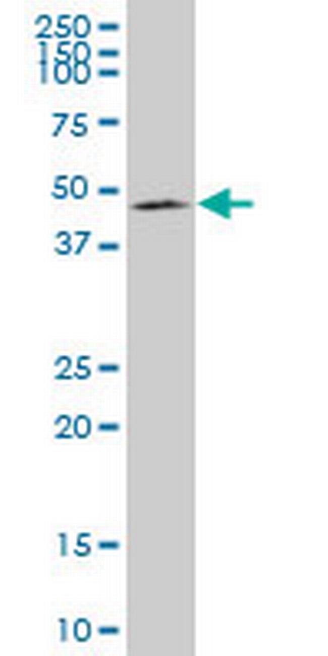 SMAD7 Antibody in Western Blot (WB)